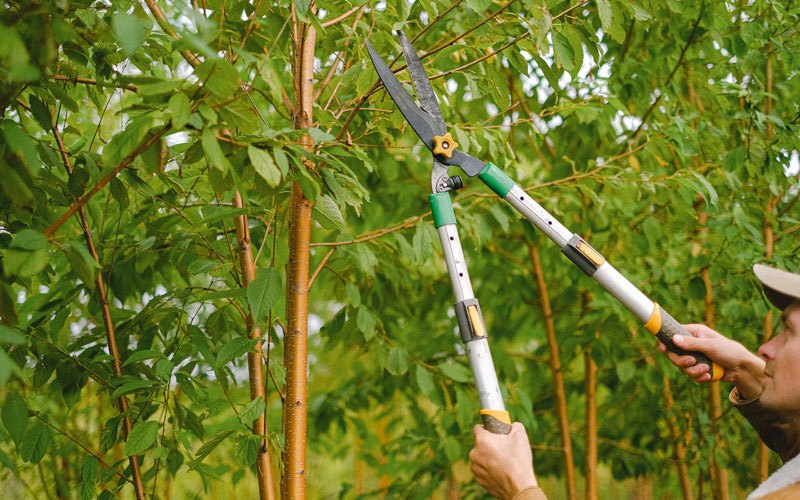 Tree trimming in Beulaville, NC